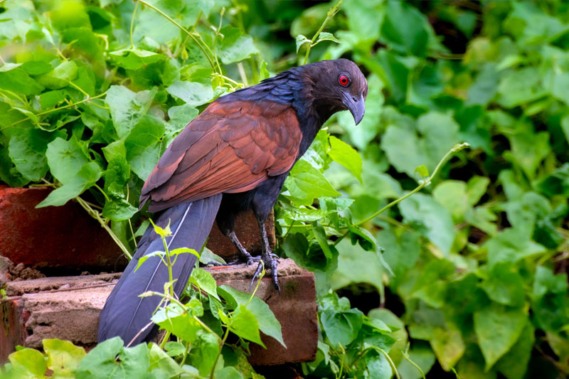 ಕೆಂಡಗಣ್ಣಿನ ಕೆಂಬೂತ ಕಂಡರೆ ಶುಭವಾಗುತೈತೆ! 1 Coucal bird