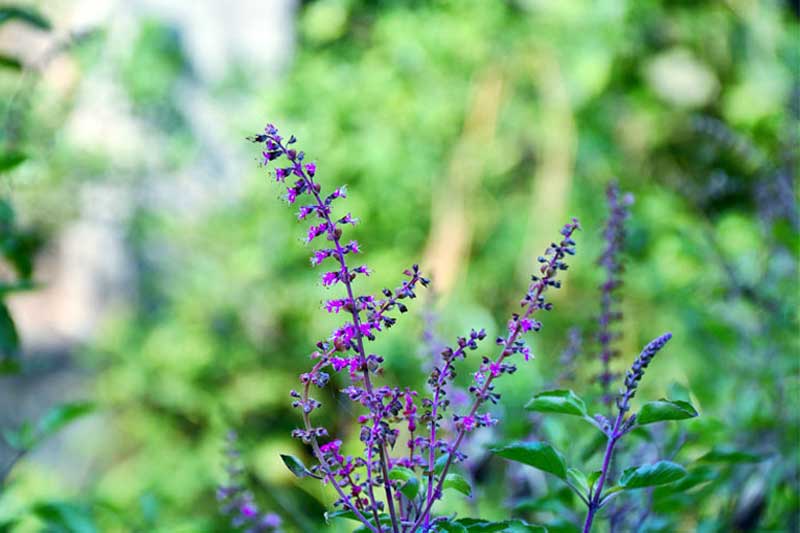 ತುಪ್ಪದ ದೀಪ ಹಚ್ಚಿದರೆ ದಾಂಪತ್ಯ ಸುಖ ಪ್ರಾಪ್ತಿ? 1 HOLY BASIL1