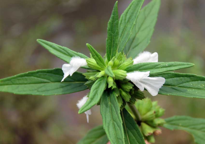 Leucas aspera