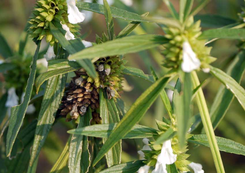 ಜ್ವರದಿಂದ ಮುಕ್ತಿ ನೀಡುವ ತುಂಬೆ! 1 Leucas aspera2