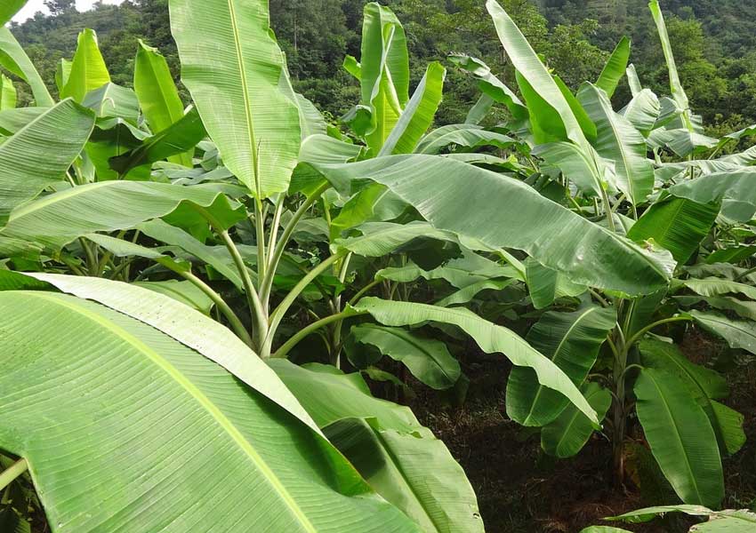 ಬಹುಪಯೋಗಿ ಈ ಬಾಳೆ ಹೂವು! 1 banana tree1