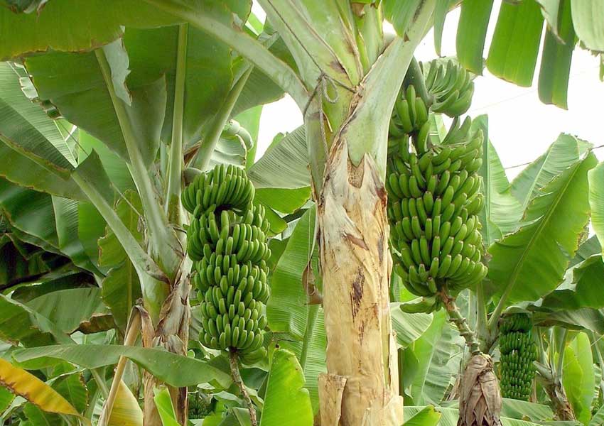 ಬಹುಪಯೋಗಿ ಈ ಬಾಳೆ ಹೂವು! 3 banana1