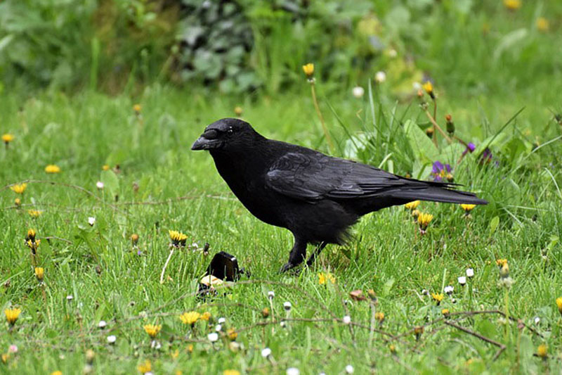 ಕೆಂಡಗಣ್ಣಿನ ಕೆಂಬೂತ ಕಂಡರೆ ಶುಭವಾಗುತೈತೆ! 2 crow 1
