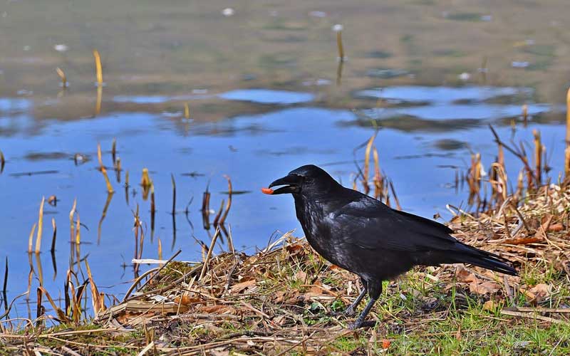 crow1
