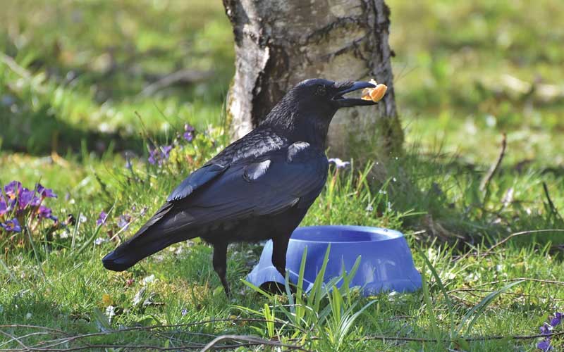 crow2