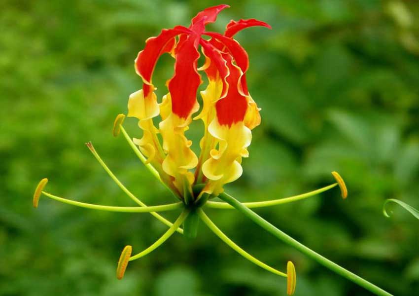 ಅಗ್ನಿಶಿಖೆ : ಅಮೃತ ಮತ್ತು ವಿಷದ ಸಂಗಮ!