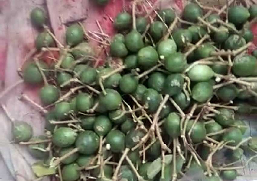 ರೋಗ ರುಜಿನಗಳಿಗೆ ಕತ್ತರಿ; ಇದು ಗೋವಿಂದ ಫಲ ಮಹಿಮೆ! 4 govindaphala6