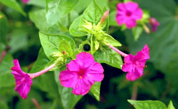 ಸಂಜೆ ಮಲ್ಲಿಗೆ ಎಂಬ ಸಂಜೀವಿನಿ!