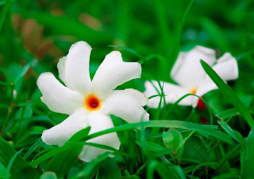 ಔಷಧಿಗಳ ಖಣಜ ಈ ಪಾರಿಜಾತ!