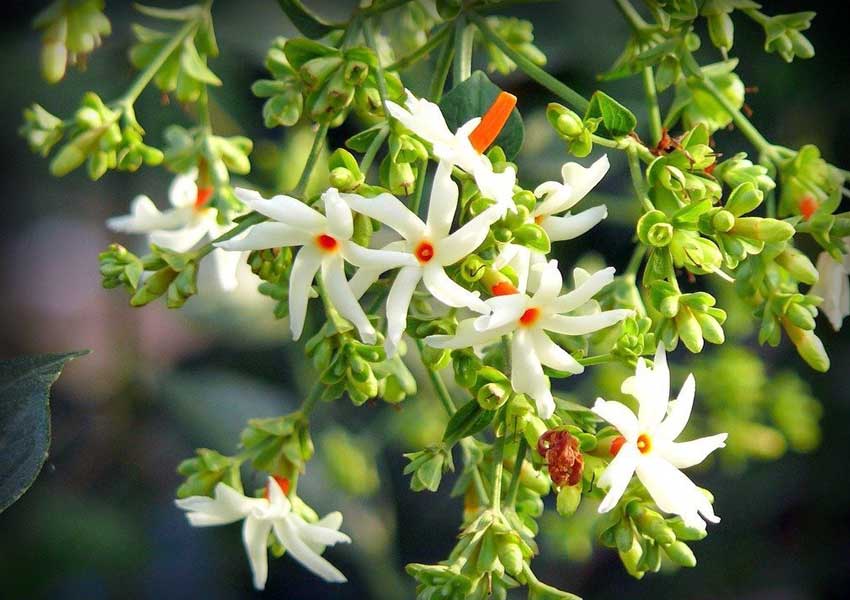 parijata1