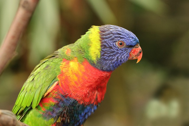 ಸಾಕಿದ ಗಿಳಿಗಳು ನಿಜವಾಗಿಯೂ ಮಾತನಾಡುತ್ತವೆಯೇ? 1 parrot 4612175 640