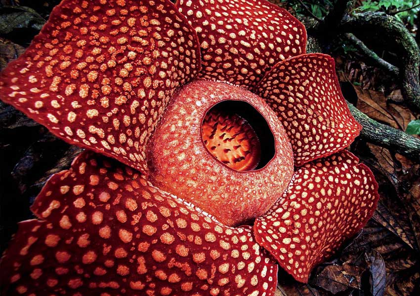rafflesia arnoldii1