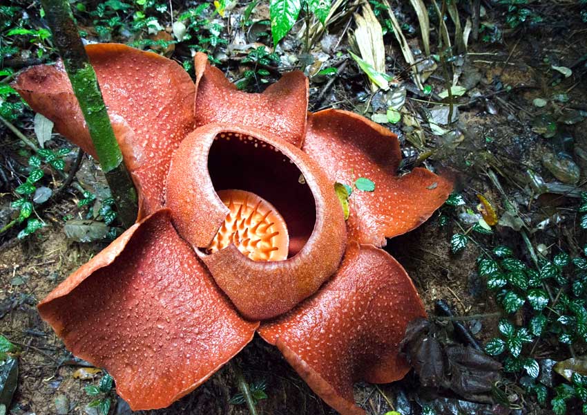rafflesia arnoldii2