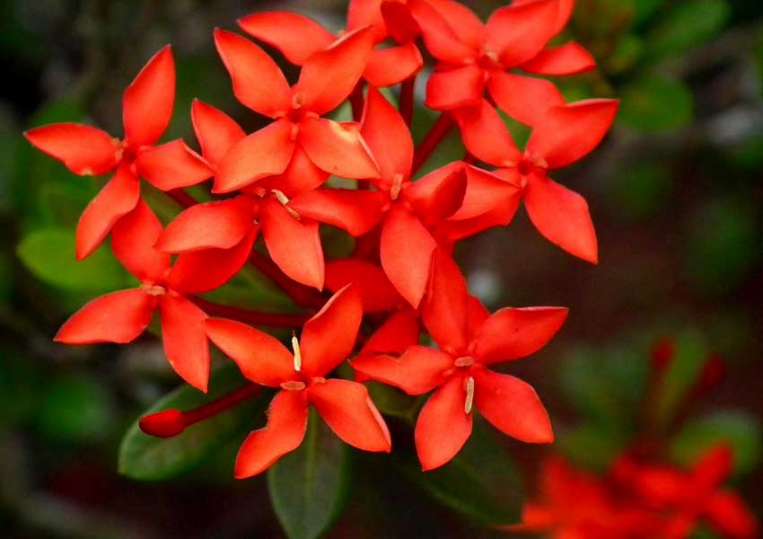 ವಿಶ್ವದ ತುಂಬೆಲ್ಲಾ ಹರಡಿದೆ ನಮ್ಮ ಕೇಪುಳ!