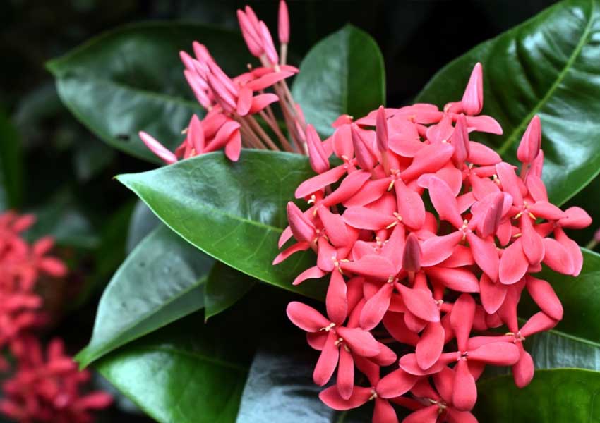 ವಿಶ್ವದ ತುಂಬೆಲ್ಲಾ ಹರಡಿದೆ ನಮ್ಮ ಕೇಪುಳ! 1 red