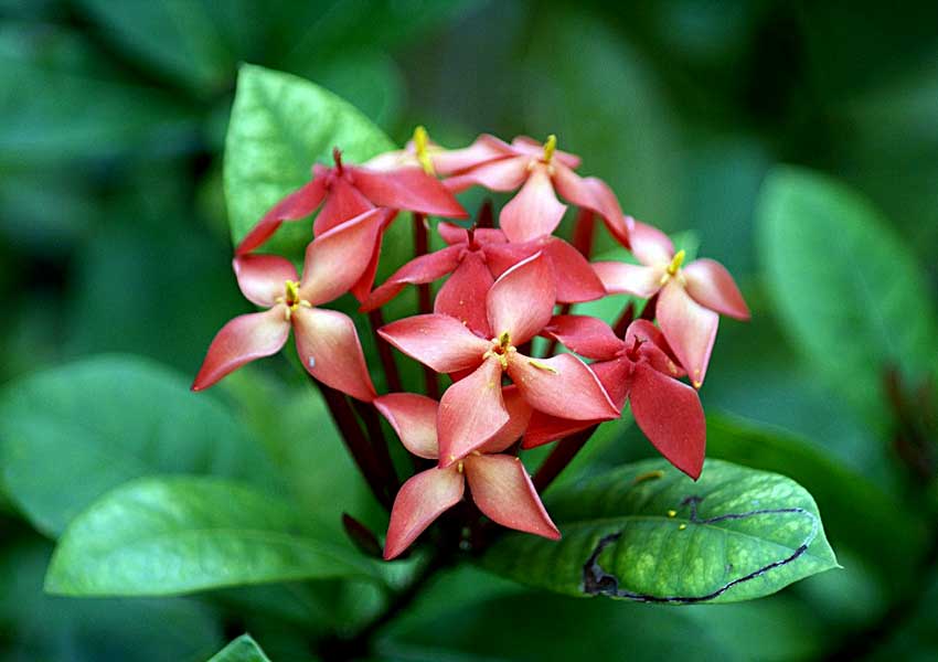 ವಿಶ್ವದ ತುಂಬೆಲ್ಲಾ ಹರಡಿದೆ ನಮ್ಮ ಕೇಪುಳ! 2 red