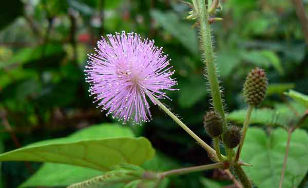 ನಾಚಿಕೆ ಮುಳ್ಳಿಗೆ ನಾಚಿಕೆಯೇಕೆ?