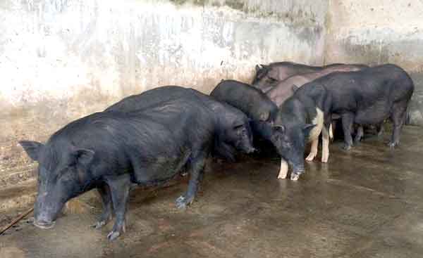varaha1