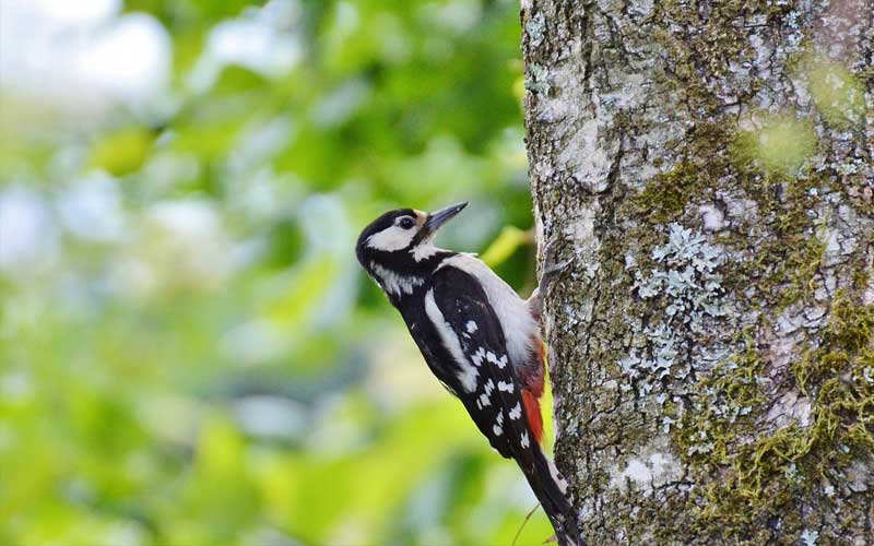 ಮರ ಕುಟ್ಟುವ ಮರಕುಟಿಗದ ಹಿಂದಿದೆ ರೋಚಕ ಕಥೆ! 1 woodpecker