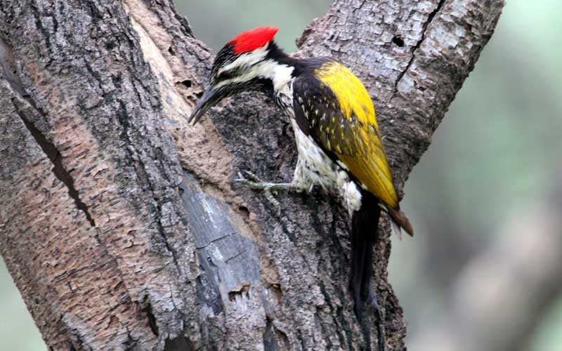 ಮರ ಕುಟ್ಟುವ ಮರಕುಟಿಗದ ಹಿಂದಿದೆ ರೋಚಕ ಕಥೆ! 2 woodpecker1 1