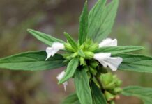 ಜ್ವರದಿಂದ ಮುಕ್ತಿ ನೀಡುವ ತುಂಬೆ!