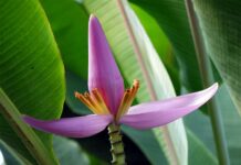 ಬಹುಪಯೋಗಿ ಈ ಬಾಳೆ ಹೂವು!