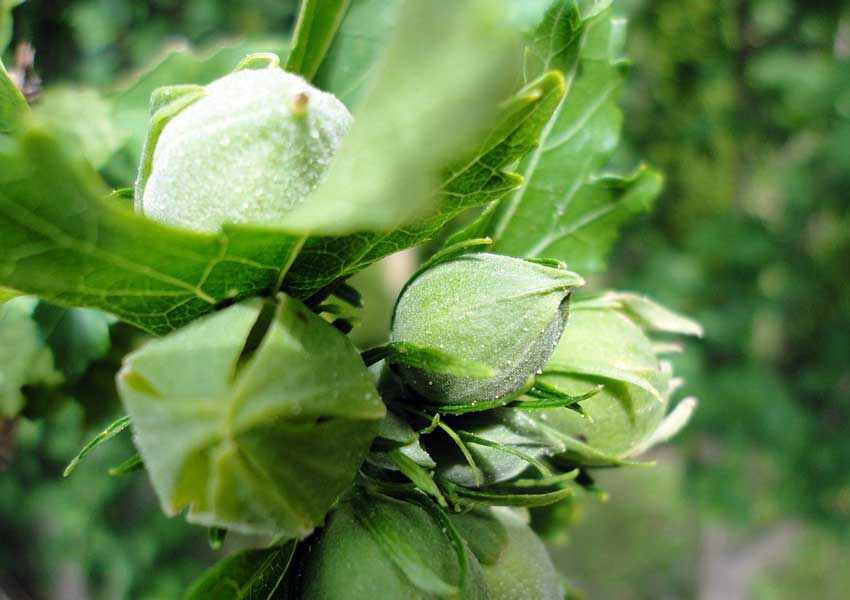 ಬಲಭಾಗದಲ್ಲಿದ್ದರೆ ಬಲೆಗೆ ಬಿದ್ಹಾಗೆ! 1 hibiscus buds