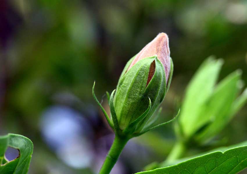 ಬಲಭಾಗದಲ್ಲಿದ್ದರೆ ಬಲೆಗೆ ಬಿದ್ಹಾಗೆ! 2 hibiscus buds1