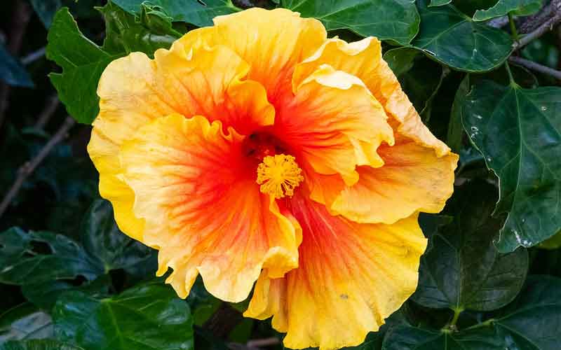 ಬಲಭಾಗದಲ್ಲಿದ್ದರೆ ಬಲೆಗೆ ಬಿದ್ಹಾಗೆ! 5 hibiscus