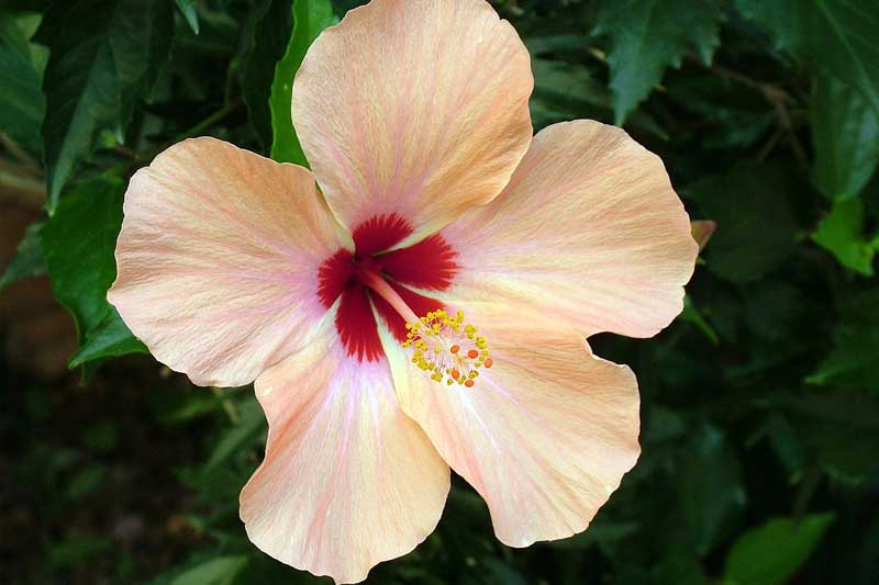 ಬಲಭಾಗದಲ್ಲಿದ್ದರೆ ಬಲೆಗೆ ಬಿದ್ಹಾಗೆ! 4 hibiscus1