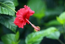 ಬಲಭಾಗದಲ್ಲಿದ್ದರೆ ಬಲೆಗೆ ಬಿದ್ಹಾಗೆ!