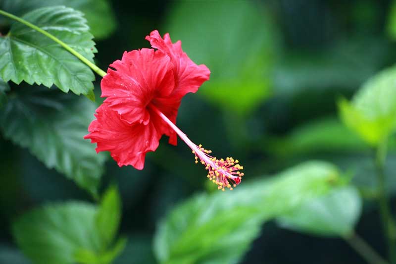 ಬಲಭಾಗದಲ್ಲಿದ್ದರೆ ಬಲೆಗೆ ಬಿದ್ಹಾಗೆ! 3 hibiscus2