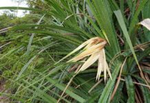 ಶಿವನಿಂದ ಶಾಪ ಪಡೆದ ನಾಗಪ್ರಿಯೆ!