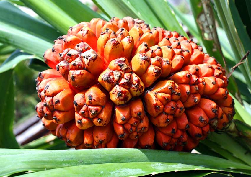 ಶಿವನಿಂದ ಶಾಪ ಪಡೆದ ನಾಗಪ್ರಿಯೆ! 3 screw pine fruits