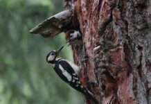 ಮರ ಕುಟ್ಟುವ ಮರಕುಟಿಗದ ಹಿಂದಿದೆ ರೋಚಕ ಕಥೆ!