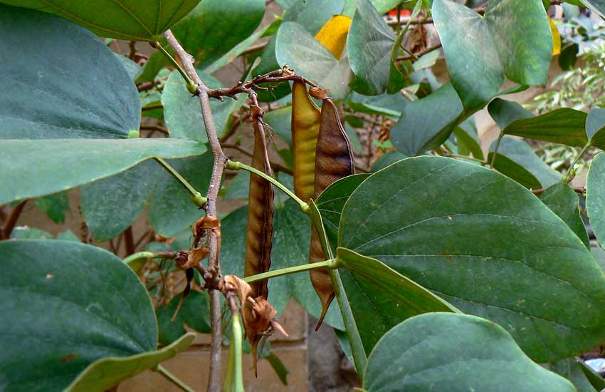 Bauhinia tomentosa,