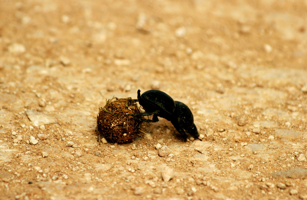 ಸಗಣಿ ಜೀರುಂಡೆ