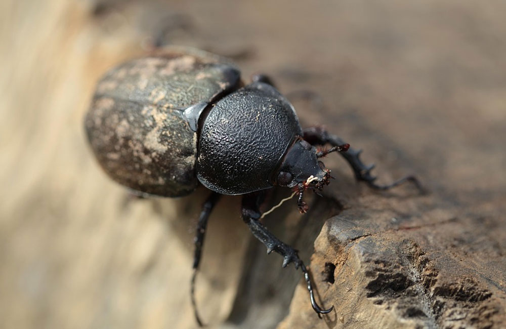ಸಗಣಿ ಜೀರುಂಡೆ