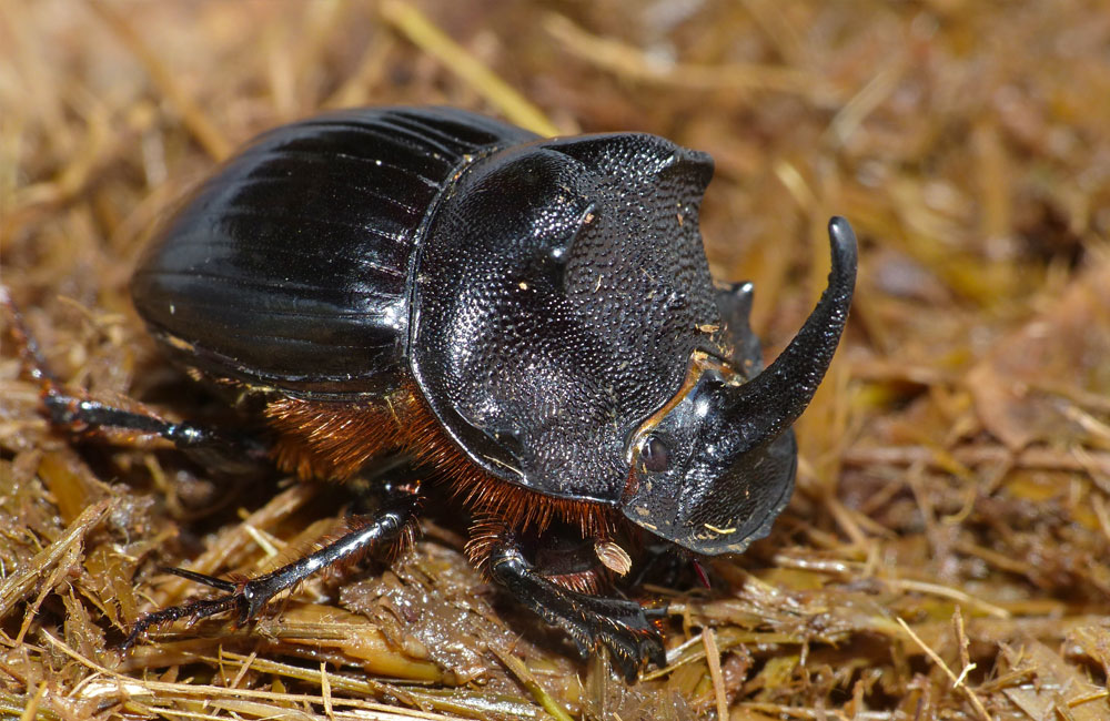 ಸಗಣಿ ಜೀರುಂಡೆ