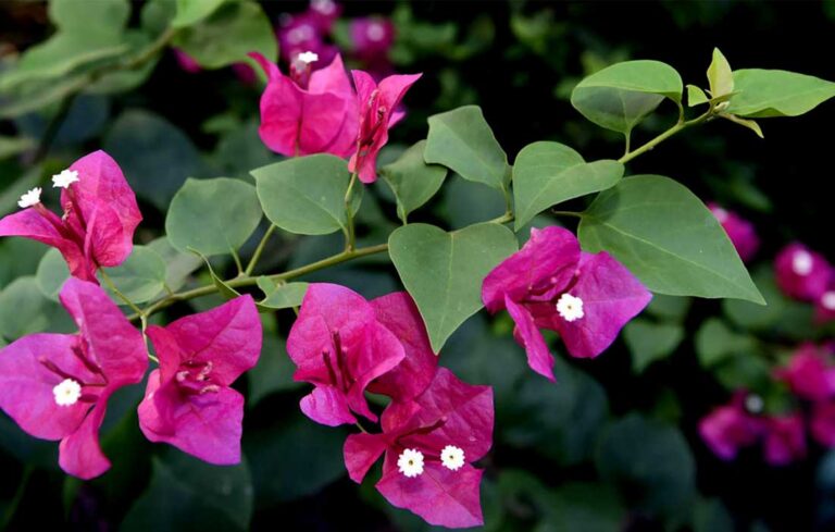 ಬೌಗೆನ್ವಿಲ್ಲಾ