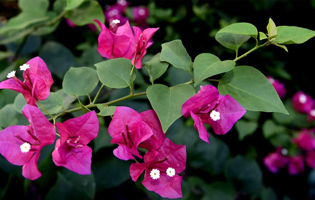 ನಮಗೆ ತಿಳಿಯದ ಬೌಗೆನ್ವಿಲ್ಲಾ ಹೂವಿನ ರಹಸ್ಯ!