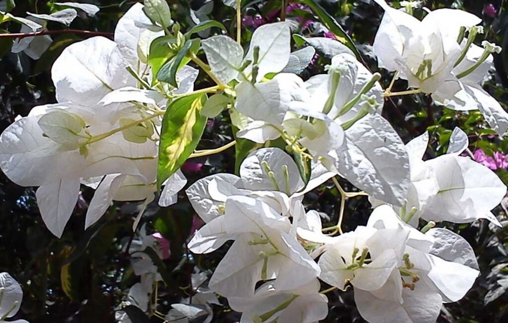 ಬೌಗೆನ್ವಿಲ್ಲಾ