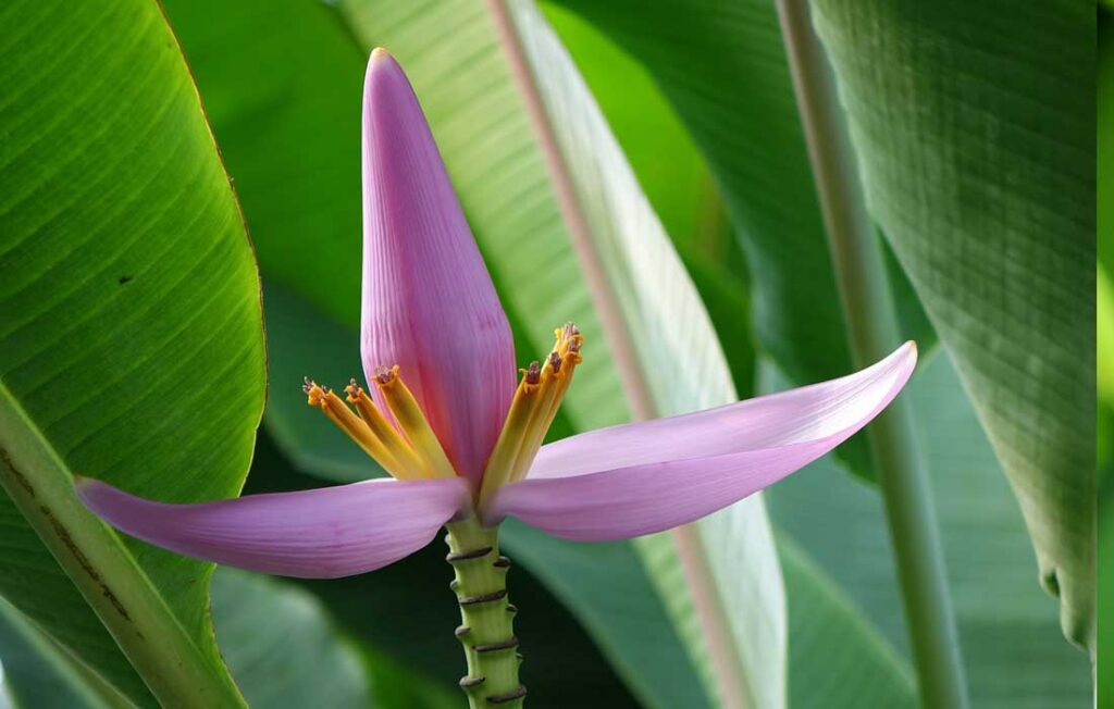 Banana Flower