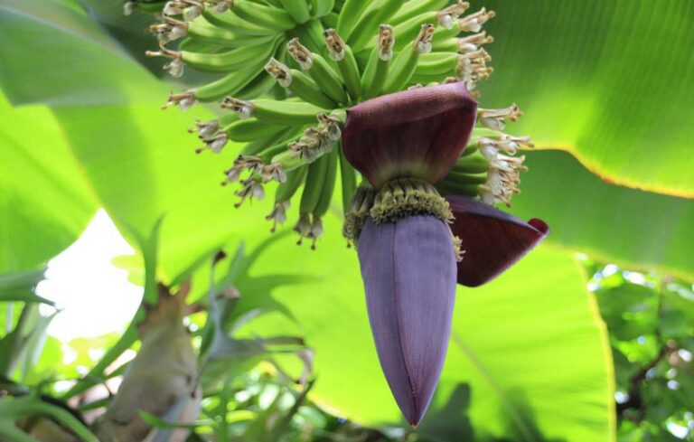 banana flower