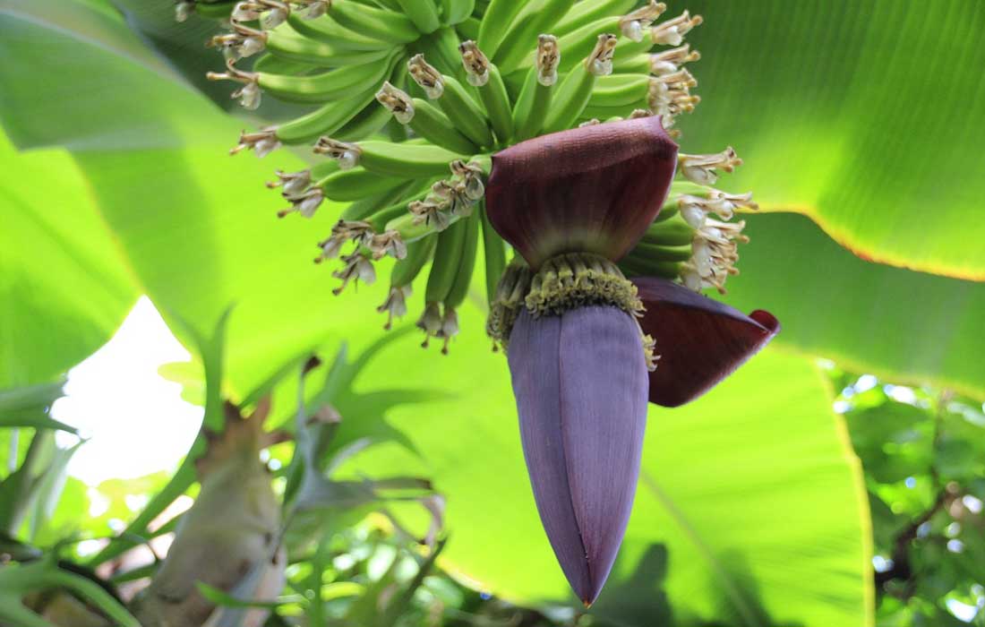 ಬಾಳೆ ಹೂವಿ(banana flower)ನಿಂದ ಜೀರ್ಣಕ್ರಿಯೆ ಸರಾಗ!
