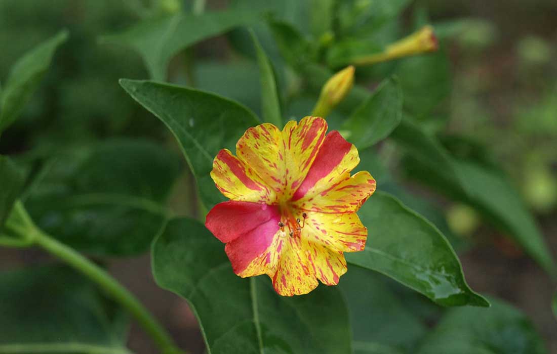 ಸಂಜೆ ಮಲ್ಲಿಗೆ (Mirabilis Jalapa) ಎಂಬ ಸಂಜೀವಿನಿ!