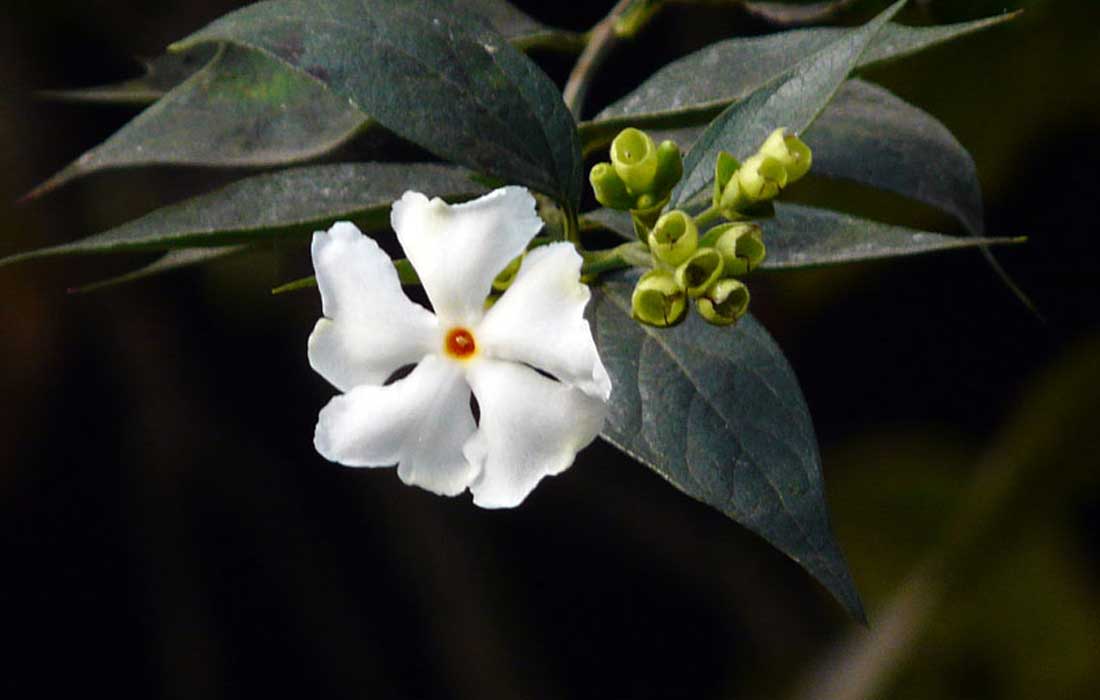 ಔಷಧಿಗಳ ಖಣಜ ಈ ಪಾರಿಜಾತ (parijatha)!