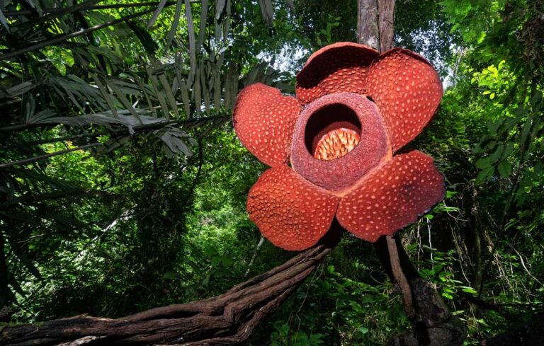 raplesia-arnoldi