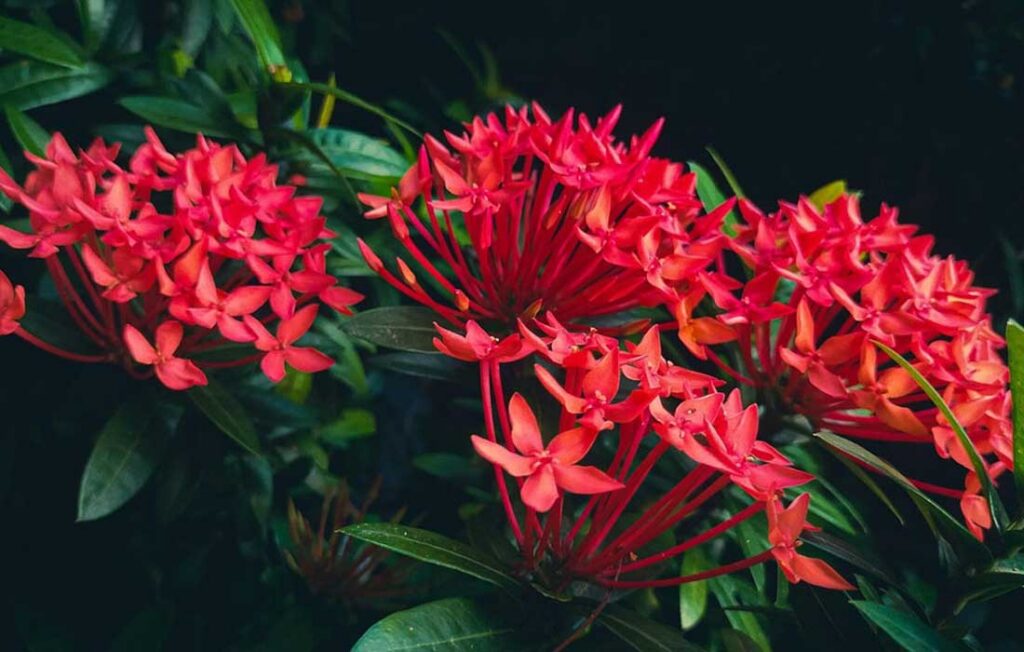 jungle flame