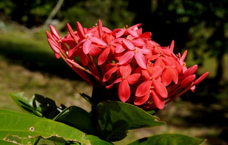 ಕೇಪುಳ
